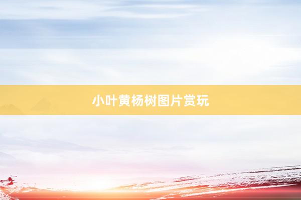 小叶黄杨树图片赏玩